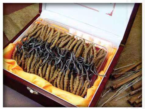 喀喇沁冬虫夏草回收